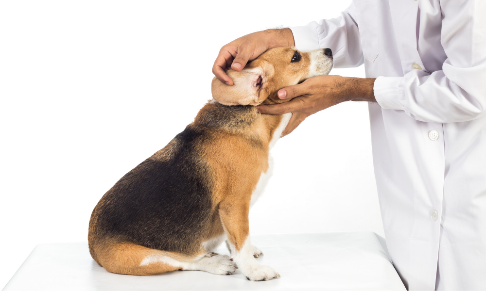 耳の診察を受ける犬