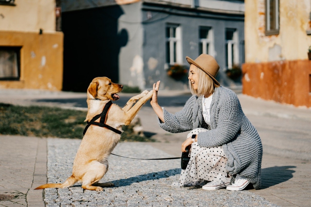 ハイタッチをする犬と人